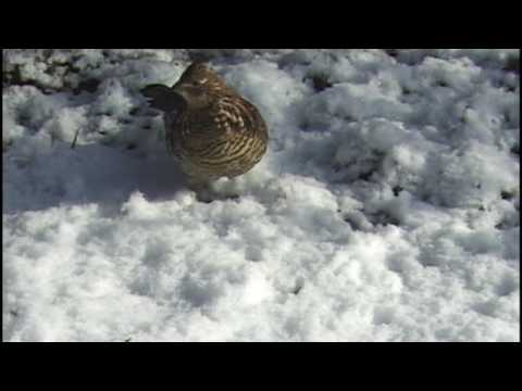 Cape Cod Ruffed Grouse