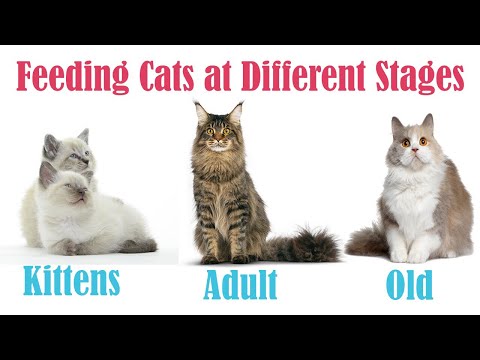 Feeding of Cat at different stages of life by Dr.  Furqan Arif