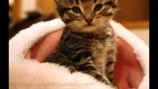 REALLY cute pictures of animals