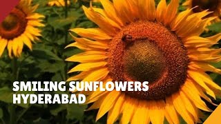 Swaying Sunflower Farm