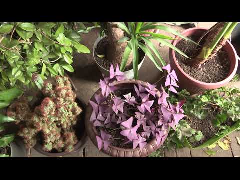 Imamo rešenje ep. 129 22.11.2021. Hotel za cveće i drveće, Drljan kod Bečeja