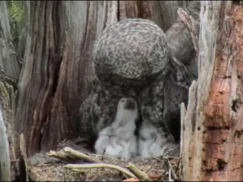 Owlet swallows the whole mouse