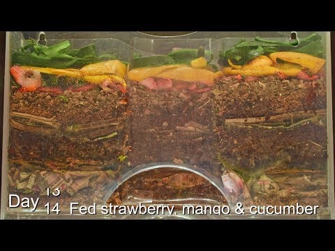 Worm Farm Cocoon Nursery 70-Day FAST Time-lapse - African NC Red Wiggler Euro NC vermicomposting