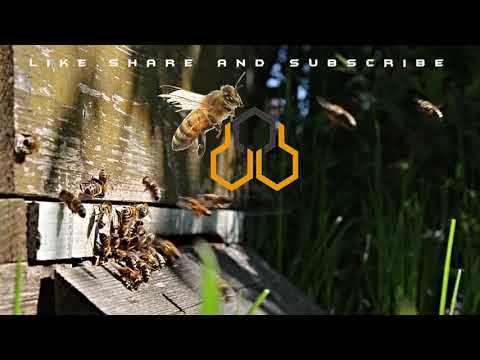 Apigard beekeeping practical solutions