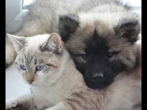 Cutest animals & their funny actions that will make you laugh & let you forget your worries! #6