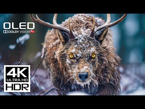 Incredible 4K 60FPS Video HDR Dolby Vision - Wild Animals of Africa - Wildlife