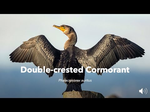 Kormorán rohatý (Phalacrocorax auritus) — druhové video