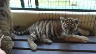 preview picture of video 'Tiger Kingdom - Mae Rim - Chiang Mai 03'