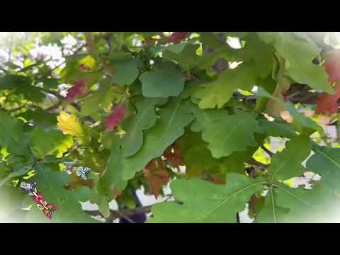 イングリッシュオーク 植物