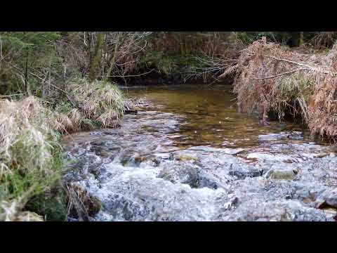 Bachgeflüster / Creek Sounds - "Die Prims 2.0" - 4K Video