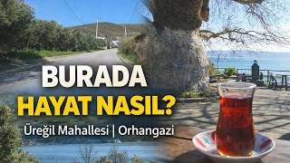 Orhangazi Üreğil Mahallesi | Günlük Hayat ve Çevresi #OrhangaziMahalle