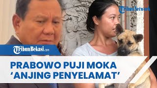 Moka, Anjing Penyelamat saat Banjir Bandang, Dapat Pujian dari Presiden Prabowo