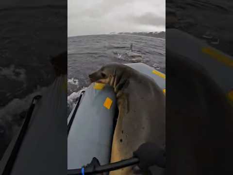 Seal jumped to the boat.. and it started to sink #shorts #shark #rescue