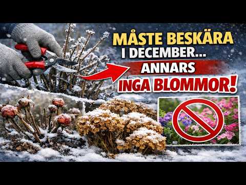 5 Perenner Du MÅSTE Beskära i December. Annars Får Du INGA Blommor!