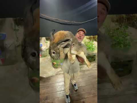 Biggest Rabbit I’ve Ever Seen 🤯 #shorts #animals #giant #rabbit #bunny #cuteanimals #cute #zoo