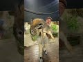 Biggest Rabbit I Ve Ever Seen Shorts Animals Giant Rabbit Bunny Cuteanimals Cute Zoo