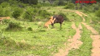 Flying Lion Buffalo Launches Predator Into The Air