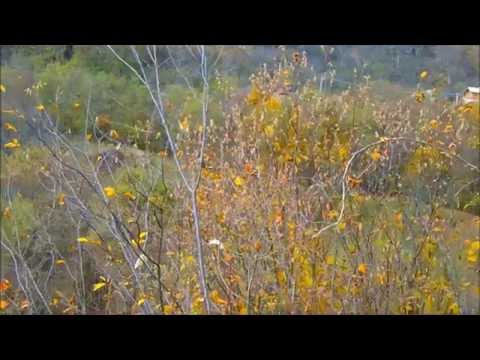 Discovery Aricestii Zeletin [III]