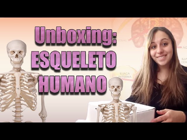 Vídeo relacionado con KQDRAVINE Mini modelo anatómico de esqueleto humano, modelo corporal de cuerpo completo con brazos y piernas móviles y base de plástico para aprendizaje, exposición y regalo (35 cm)