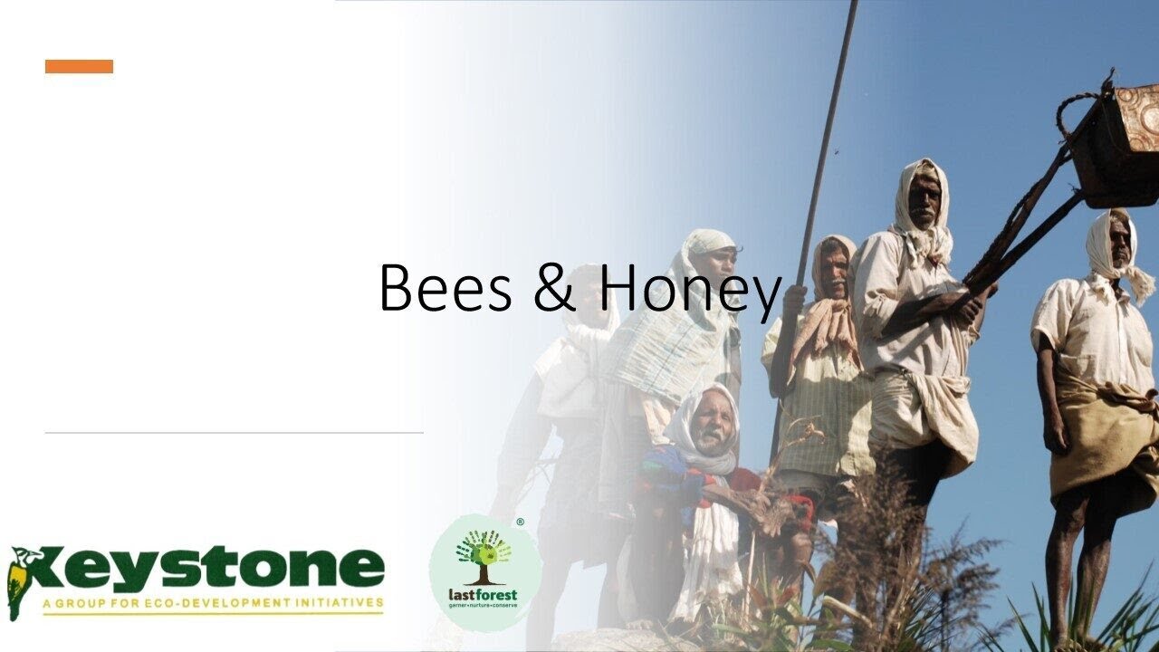 Bees   Conservation & Markets by Mathew John