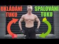 JAK NAŠE TĚLO SPALUJE A UKLÁDÁ TUK (Reálná ukázka)