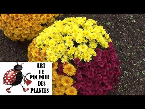 , title : 'chaine de jardin:Comment  faire une Bouture de chrysanthèmes trois couleurs: plante annuelle'