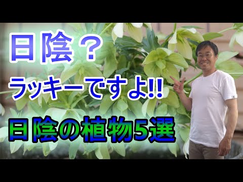 常緑の開花、つる植物、壁、フェンス、クレマチス、ウロフィラ