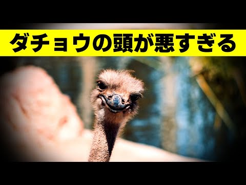 バググロス、ガチョウの舌、マムシ草、エキウム オカダンゴムシ