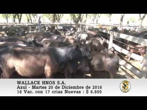 20-12-16 Venta de Vientres - Wallace Hnos S.A. - Azul