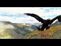 Epic Drone Vs Golden Eagle