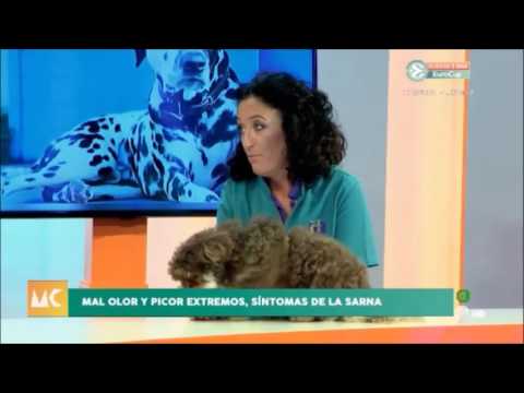 LAGUN Y ROUS DERMATITIS