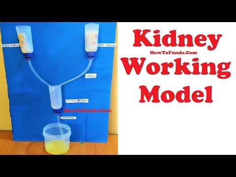 human digestive system working model 3d science project for science exhibition diy howtofunda