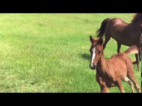 Sarde's Spitfire 2016 Morgan Filly