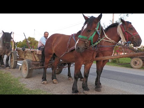 Caii domnului Vasile de la Valea Vinului 2021