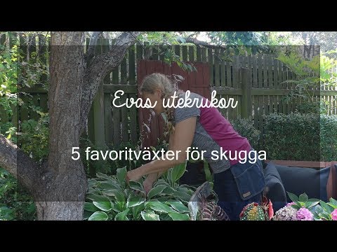 Evas utekrukor 5favoritväxter för skugga