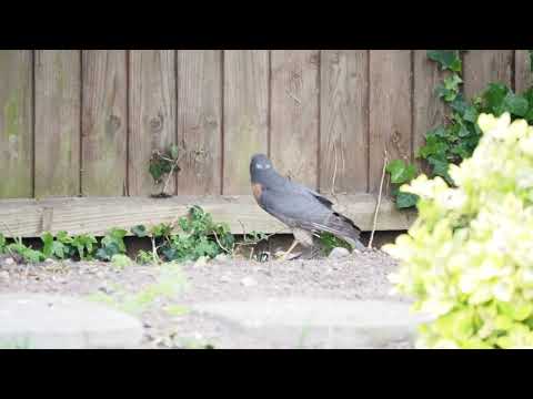 Nature's Reality: Sparrowhawk Feasts on Goldfinch in Garden  #birds #birdsofprey #hawks