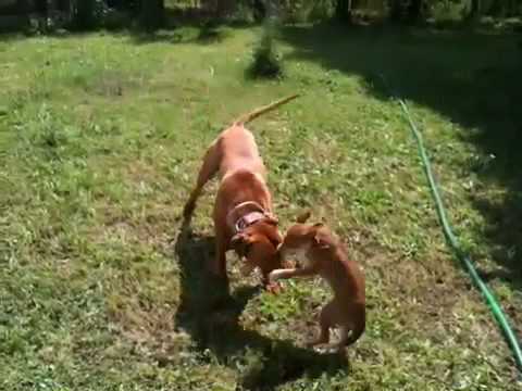 Pit bull MOLTO CATTIVO!!!!!