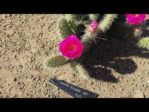 2021 cold hardy cactus Hemmingford QC Canada