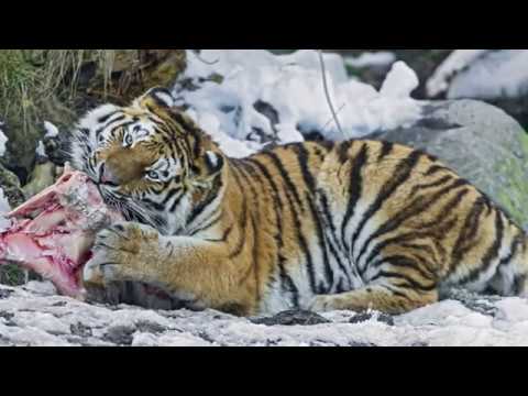 The wounded tiger came to the assistant’s house to ask for help, it's hard to believe this story