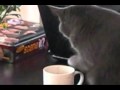 Funny - Cat Coffee Thief - watch until the end!!! 
