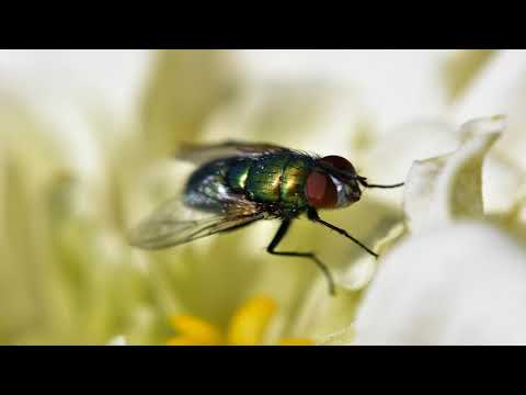 Al-Kindi noteable facts