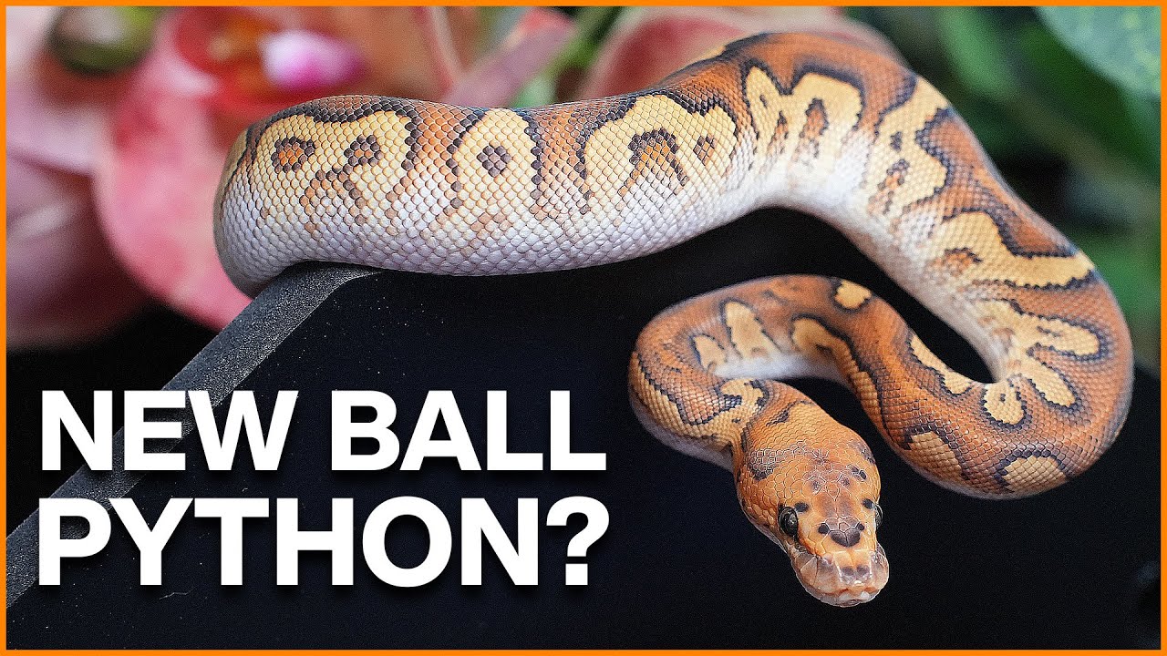 New Ball Python - Now What?! Tips For Success!