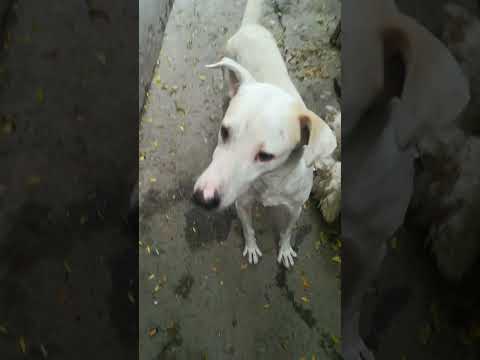 #tamedstreet #dog (Raheem Qureshi) #petvlog