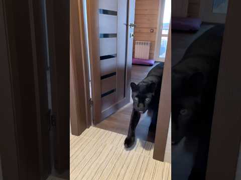 Privacy? No, no, no if you have a cat.