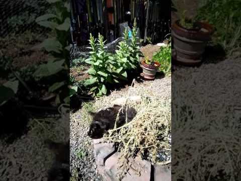 download lagu mp3 mp4 Dried Bergamot, download lagu Dried Bergamot gratis, unduh video klip Dried Bergamot