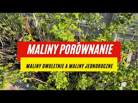 Maliny jednoroczne a maliny dwuletnie czy opłaca się uprawiać dwuletnie? Owoce w ogrodzie, cięcie.