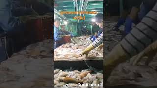 Download lagu CUMI PERU. KAPAL TAIWAN SALAM SATU JANGKAR mp3