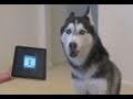 Husky Dog Sings with iPAD - Better than Bieber ...