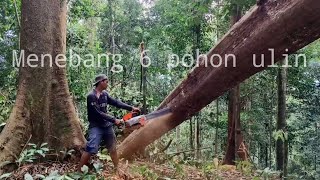Download lagu Cutting down 6 ironwood trees with 44 branches..!! Traditional Kalimantan logging mp3 Download lagu Cutting down 6 ironwood trees with 44 branches..!! Traditional Kalimantan logging mp3