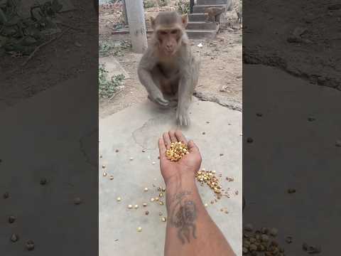 seva bhav ll🚩ll (jai Shree ram) #ram #gaay #dog #animals #seva #sorts #youtubeshorts #shortsfeed